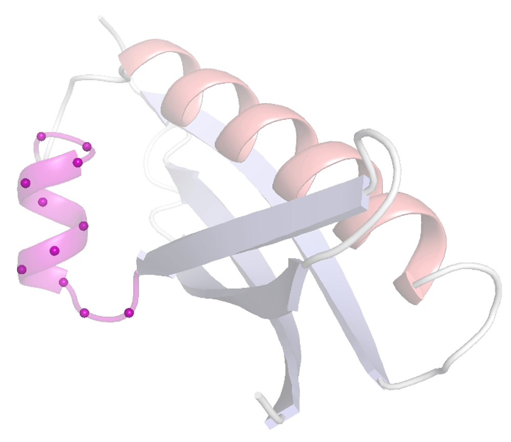Exercise 8 - Protein Design